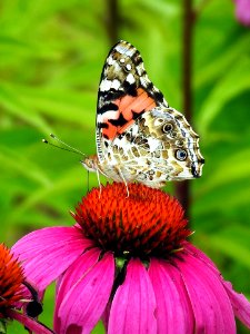 Painted Lady photo