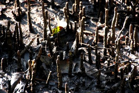 Avicennia marina. Grey Mangrove