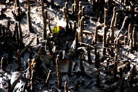 Avicennia marina. Grey Mangrove photo