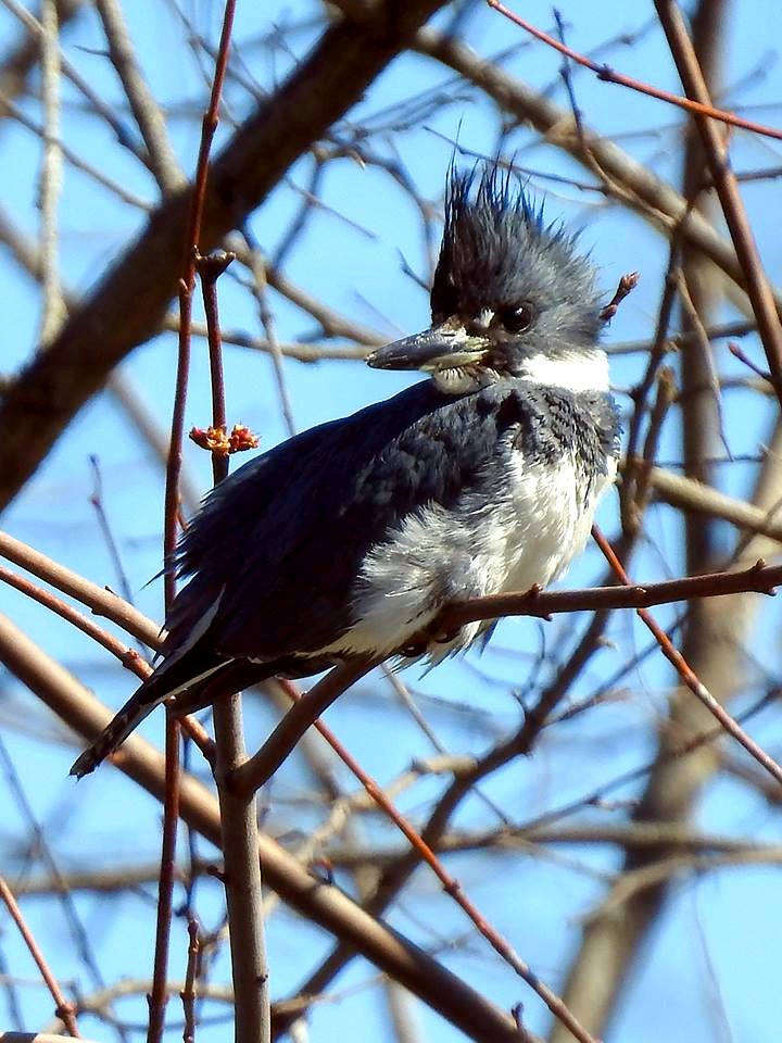 Belted Kingfisher