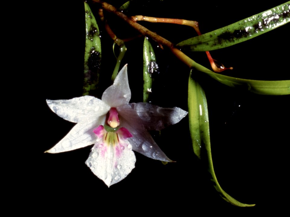 Dendrobium cunninghamii