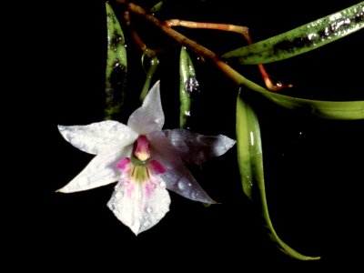 Dendrobium cunninghamii photo