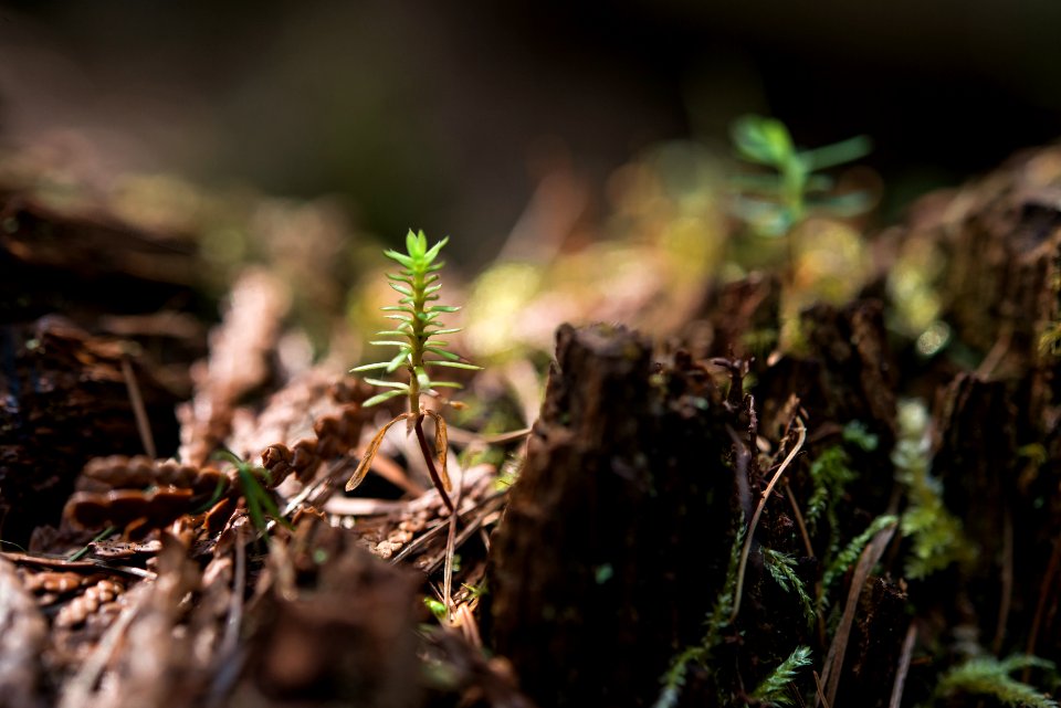 Forest Floor- Sapling out of Wood