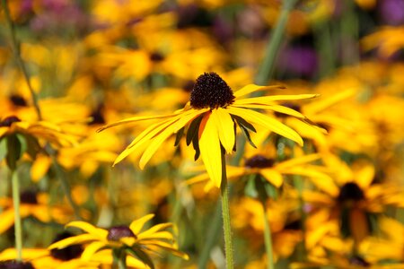 Yellow flower field sunday flowers