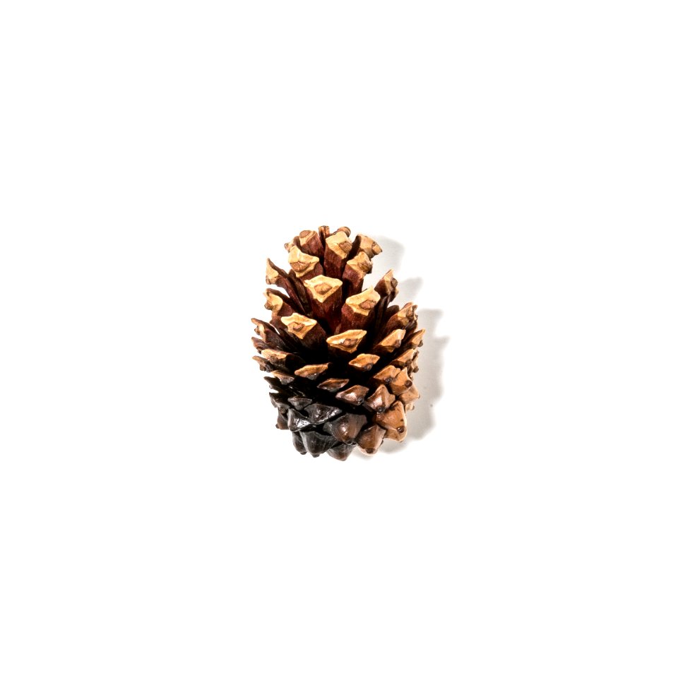Burnt Lodgepole pine (Pinus contorta)
