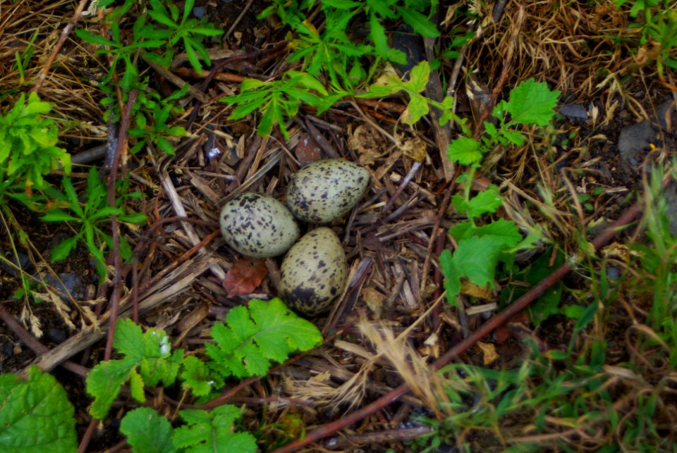 Great Gull Island, NY