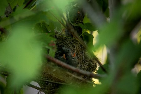 Ruby Crowned Kinglet Nest