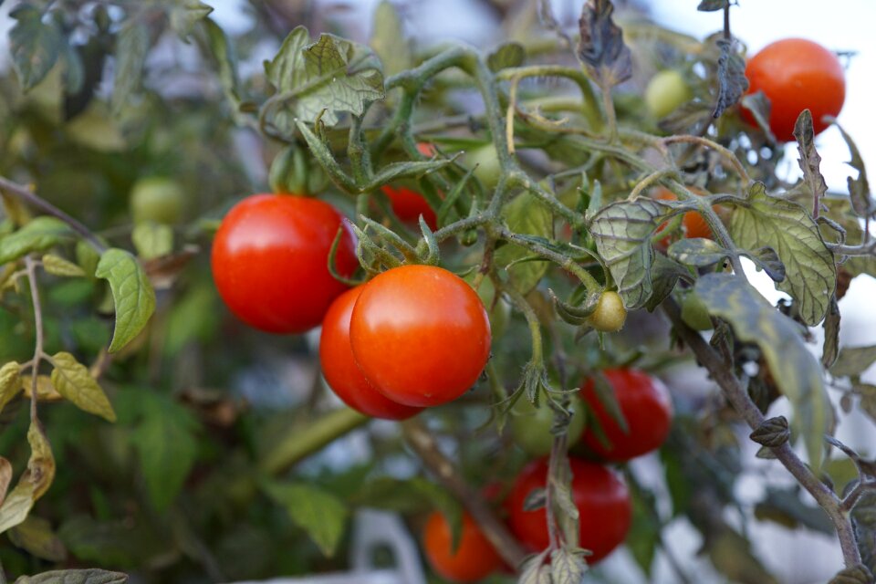Cherry red green