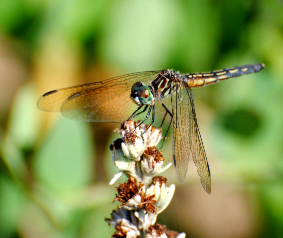 Dragonfly