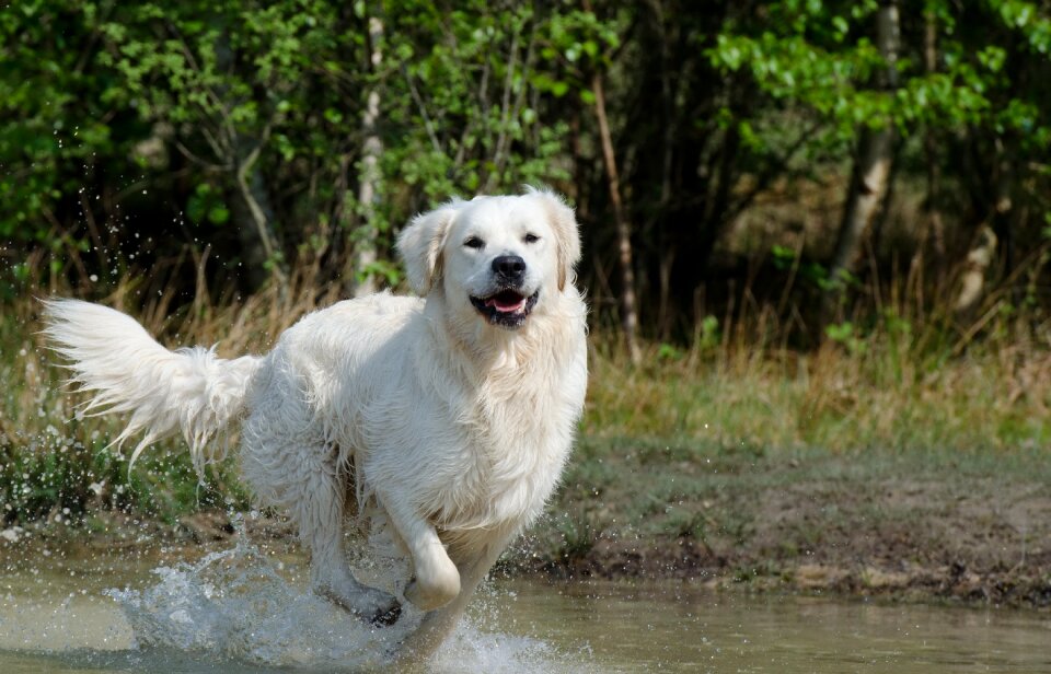 Summer wet dog lake