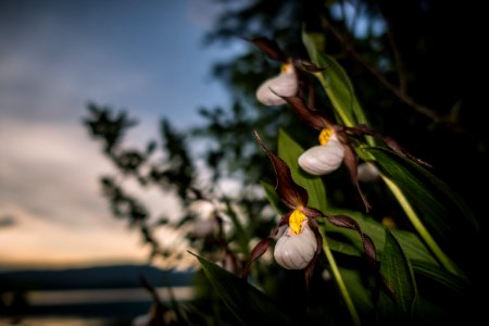 Lady Slipper Orchids (Cypripedium montanum) photo