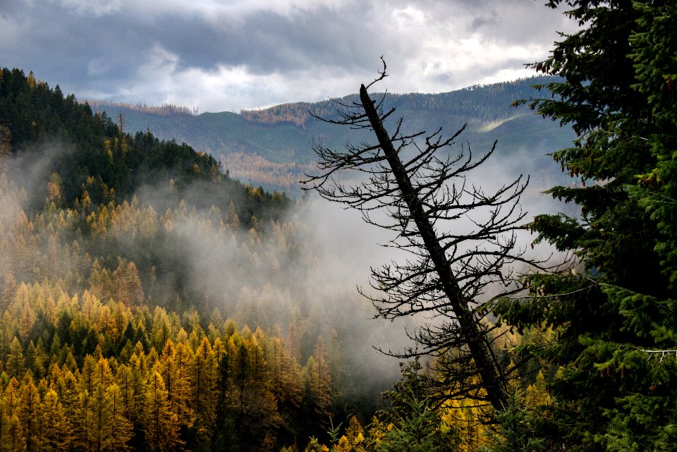 Flathead River- Larch Rising