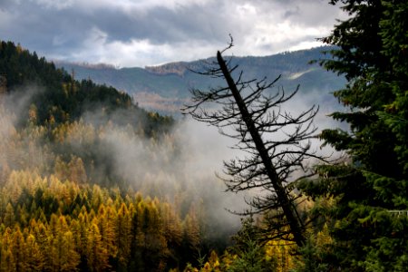 Flathead River- Larch Rising