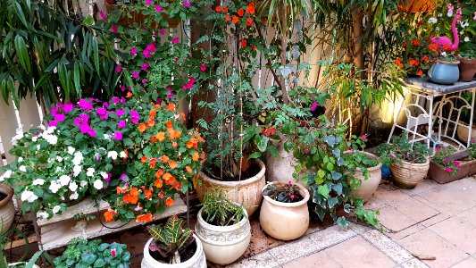 Spring - Tel aviv 2018