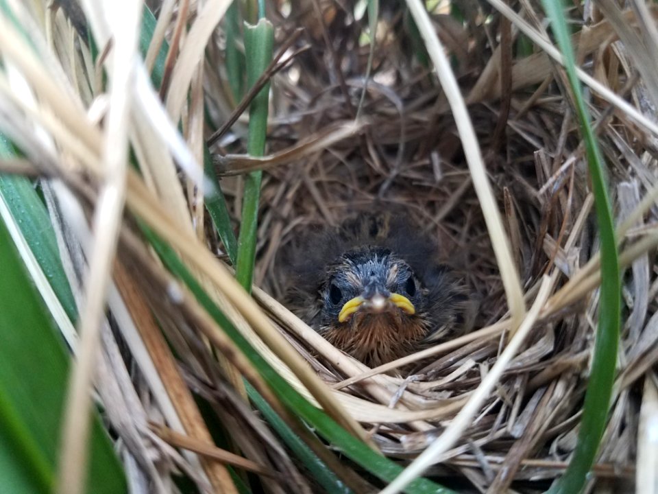 Single saltmarsh sparrow chick in a nest