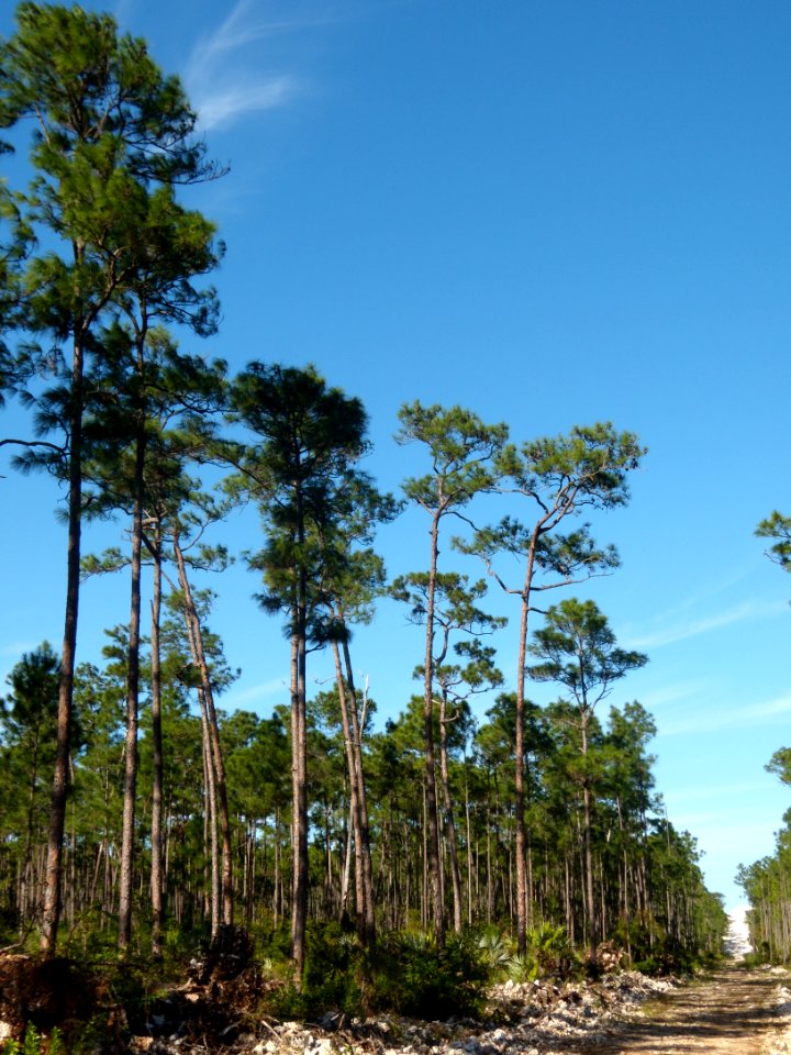 Caribbean pine forest