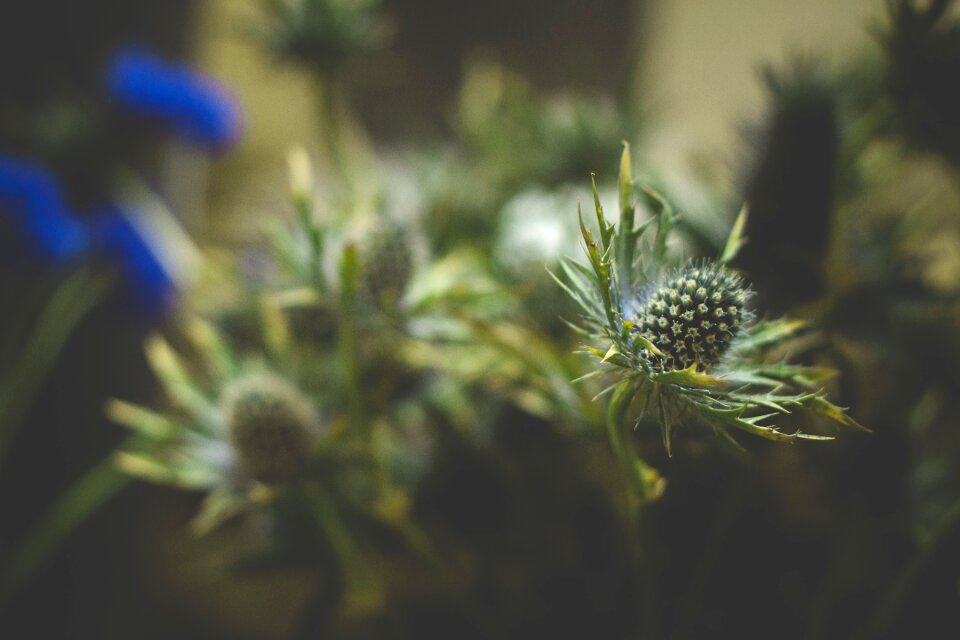 Blurry natural green