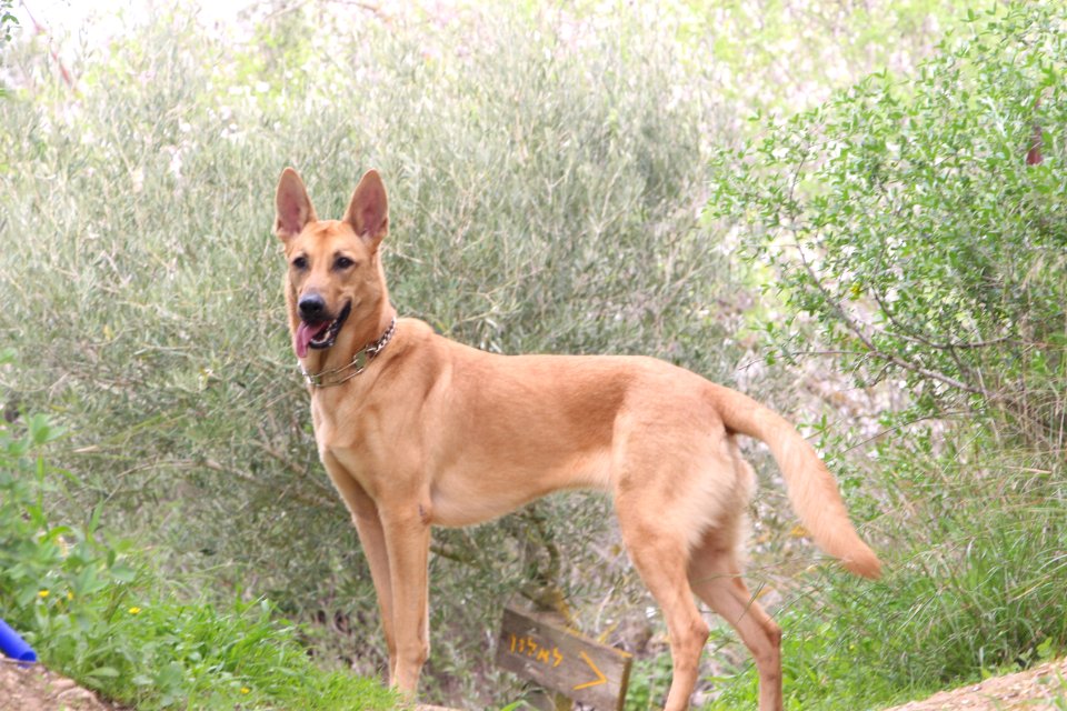 One  Belgian shepherd - No Sheep
