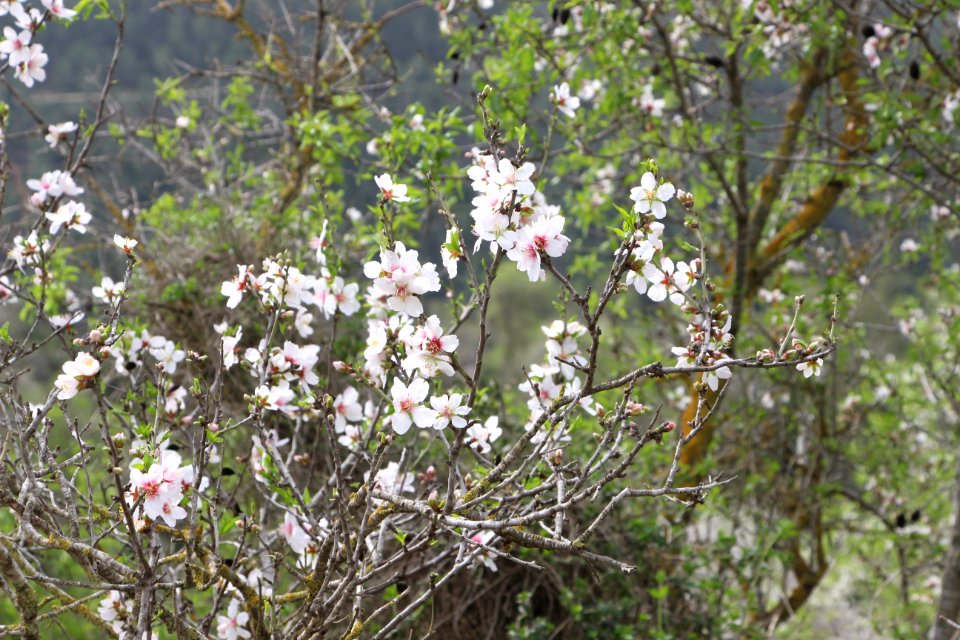 The almond tree blossoms in Jerusalem hills photo