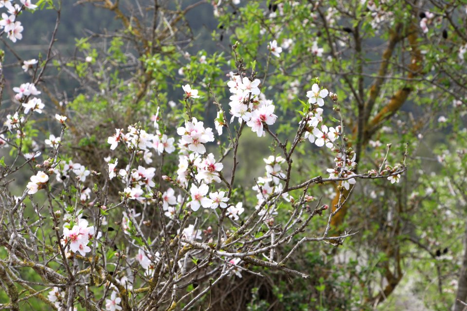 The almond tree blossoms in  Jerusalem hills