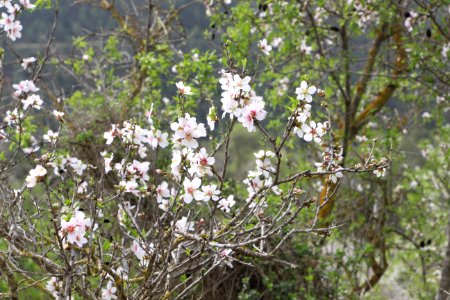 The almond tree blossoms in  Jerusalem hills