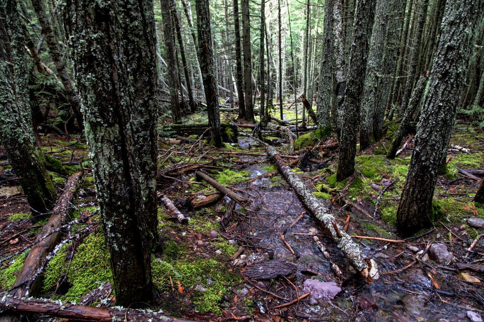 Avalanche Creek Trail (2)