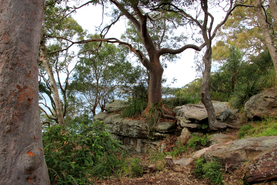 Angophora sp. near Taronga Zoo