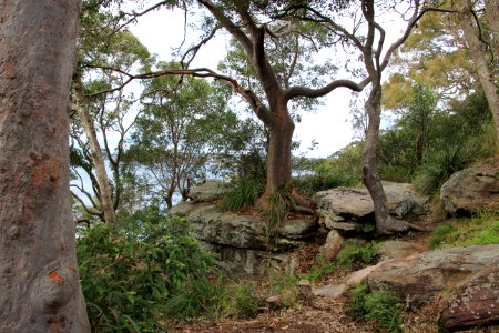 Angophora sp. near Taronga Zoo