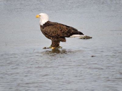 Bald eagle on log at Eastern Neck National Wildlife Refuge