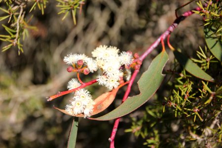 Eucalyptus sp. photo