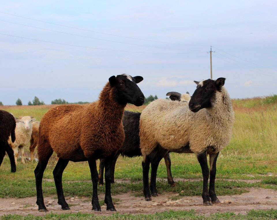 Animals baran field