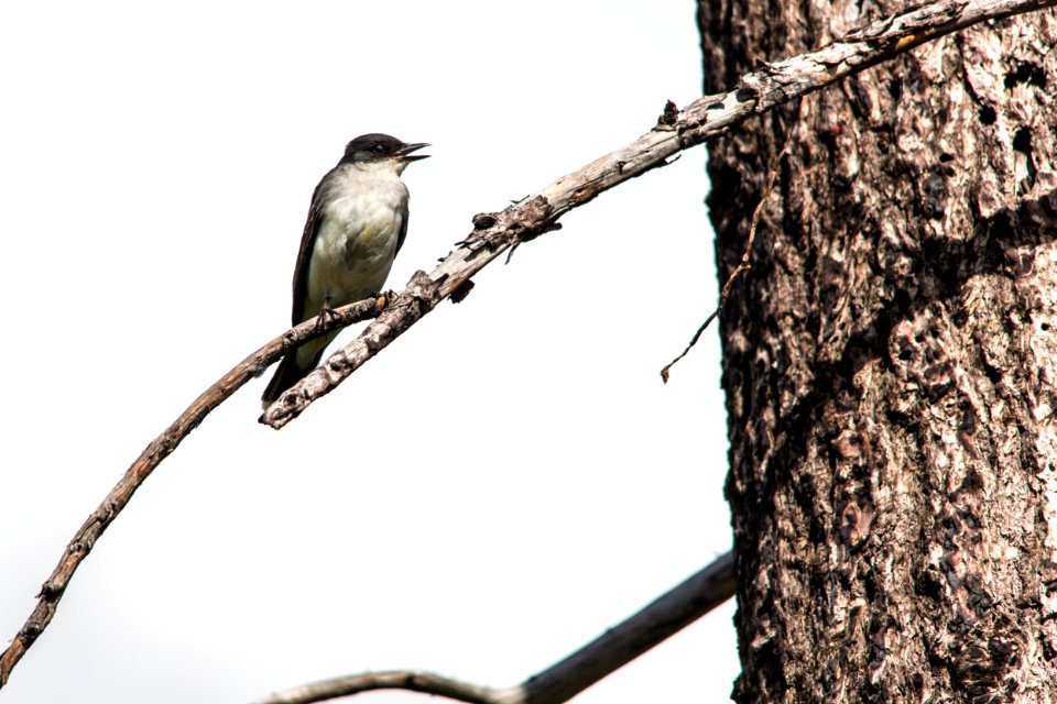 Eastern Kingbird - Tyrannus tyrannus