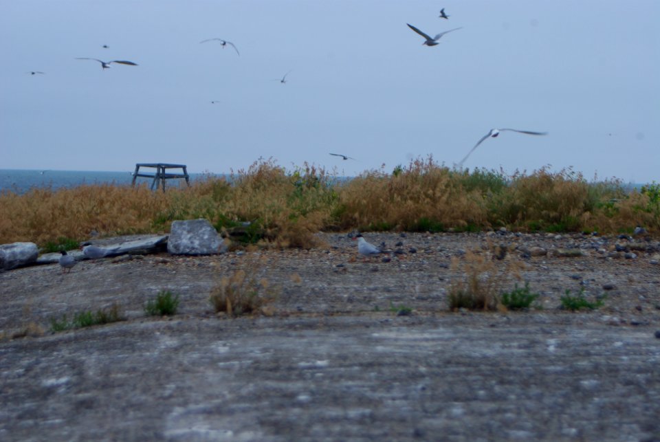 Great Gull Island, NY