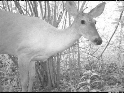 Female Deer (Doe)