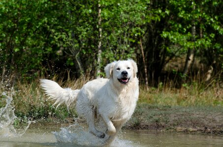 Summer wet dog lake photo