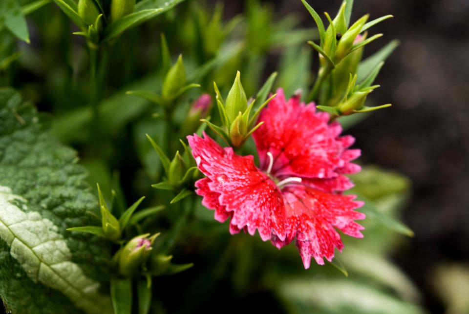 Macro Flower and Leaf