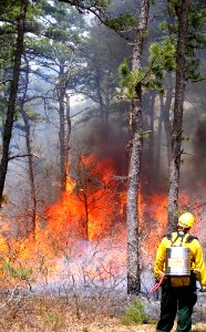 Prescribed fire, April 2010