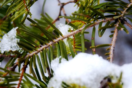 Snowy Pine Needles photo