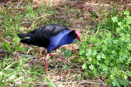Purple Swamphen. Porphyrio porphyrio