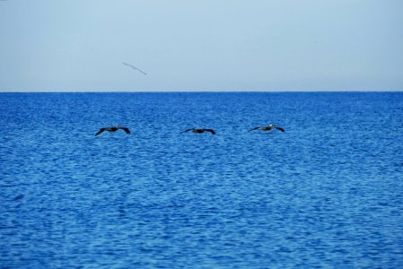 Pass-A-Grille Beach photo