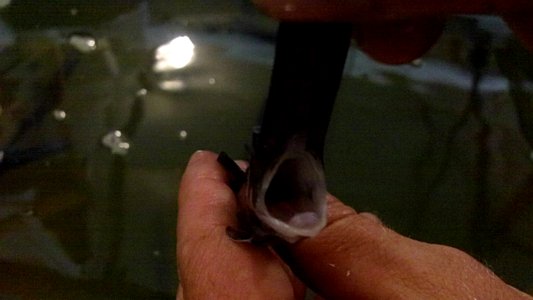 Juvenile Paddlefish
