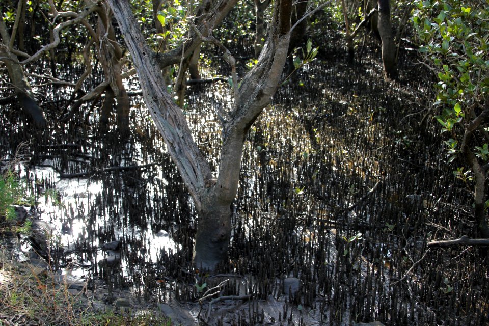Avicennia marina. Grey Mangrove