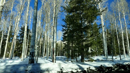 Birch Forest Flagstaff - 2016 photo