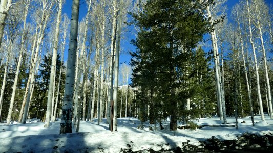 Birch Forest Flagstaff - 2016