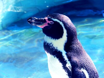 Fauna animals nature