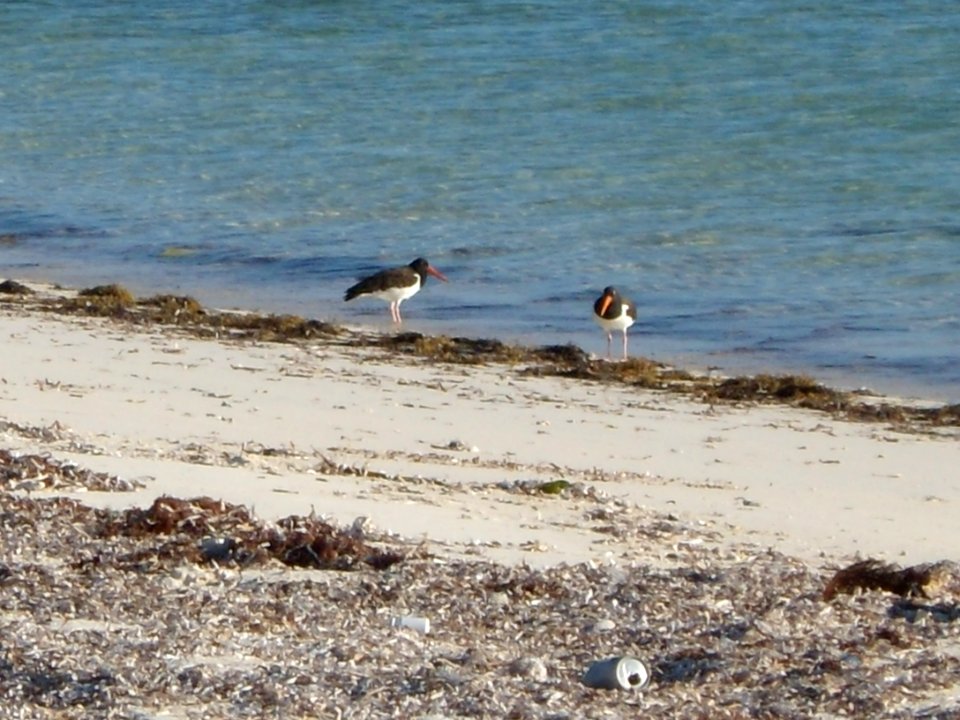 American Oystercatchers (adults) photo