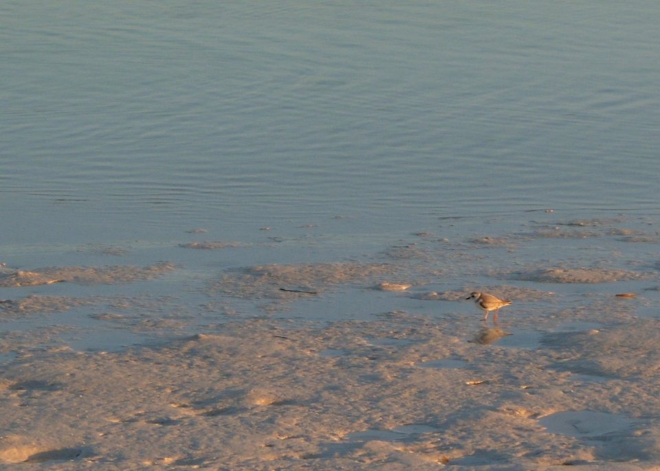 Piping plover on Great Inagua Island
