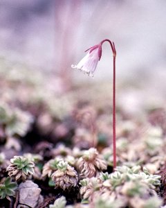 Soldanella alpina