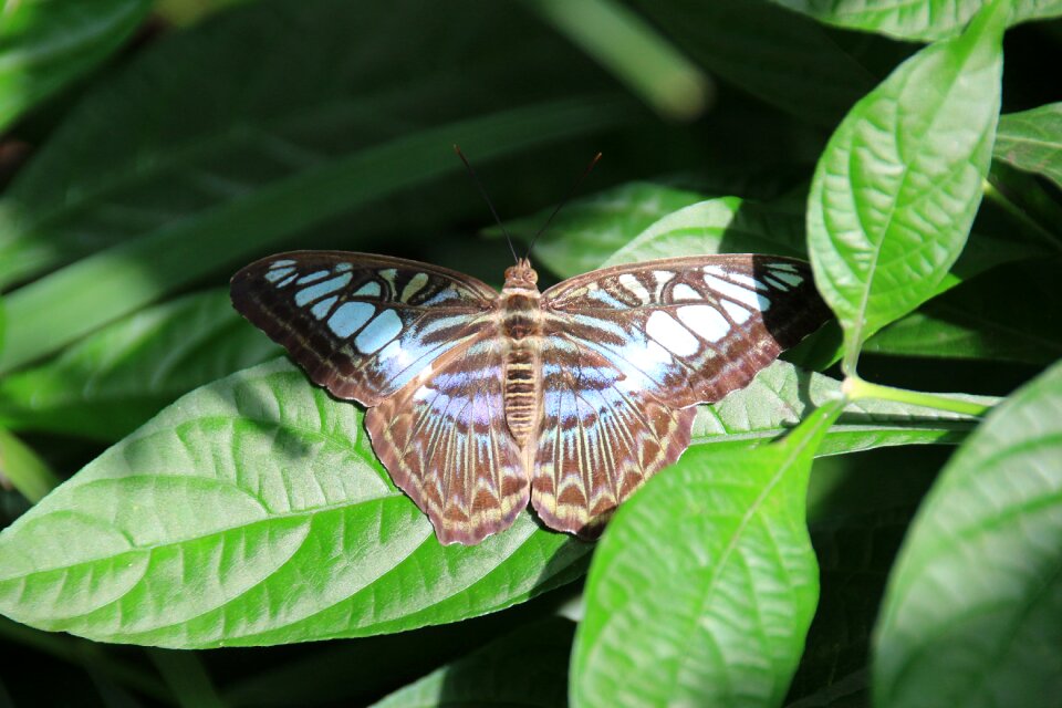Butterfly insect Free photos