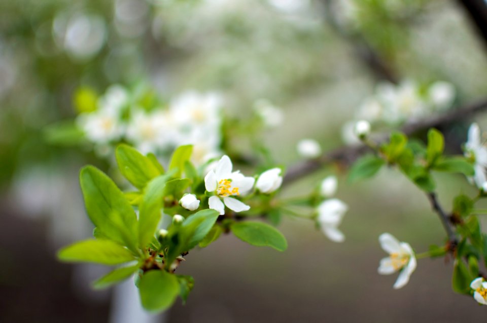 Spring